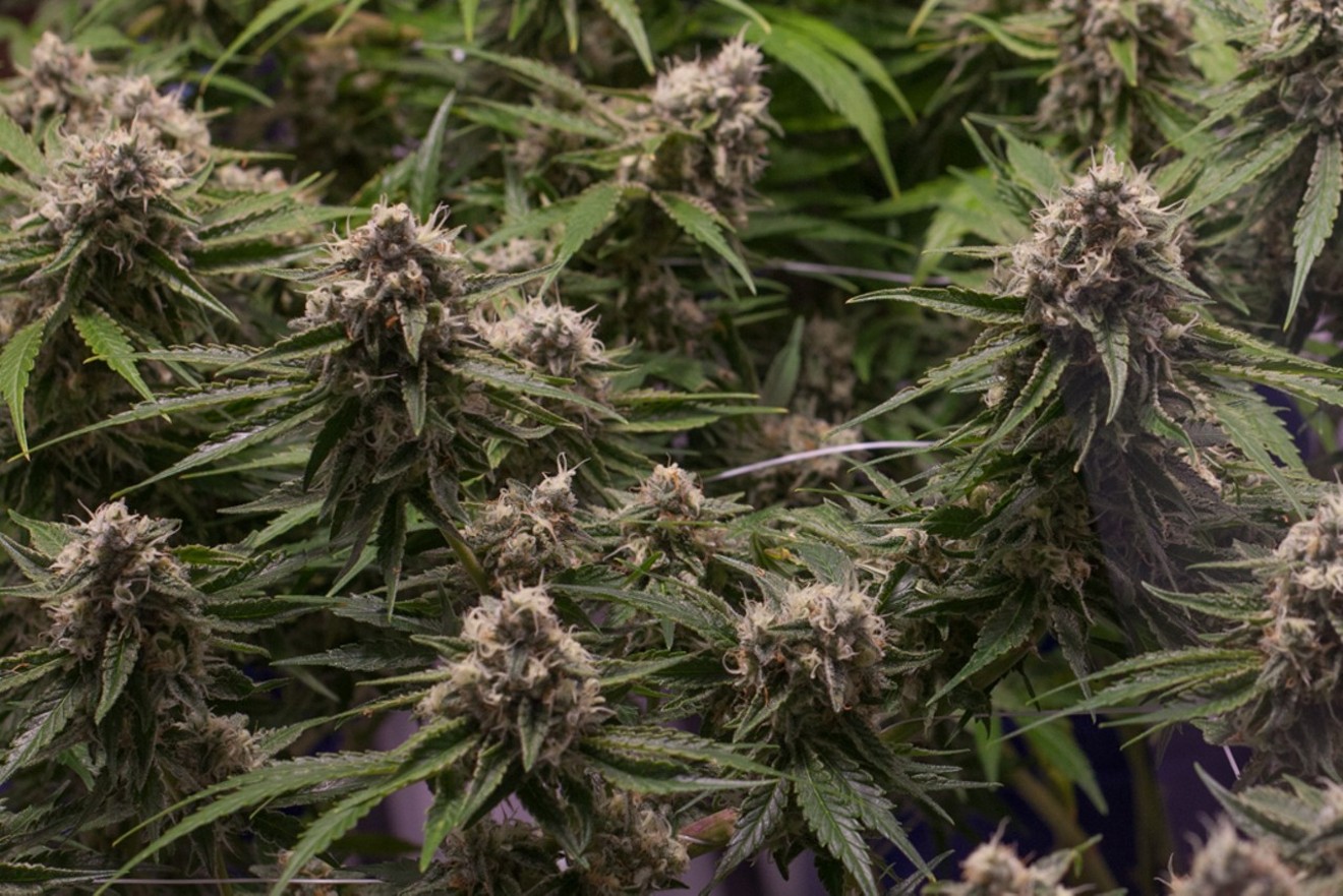 It's easy to grow bad weed, but quality cannabis takes time and effort.