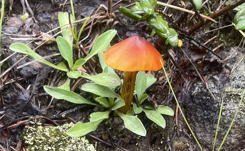 Image: It's Mushroom Season: Look for These Fungi That Grow in Colorado