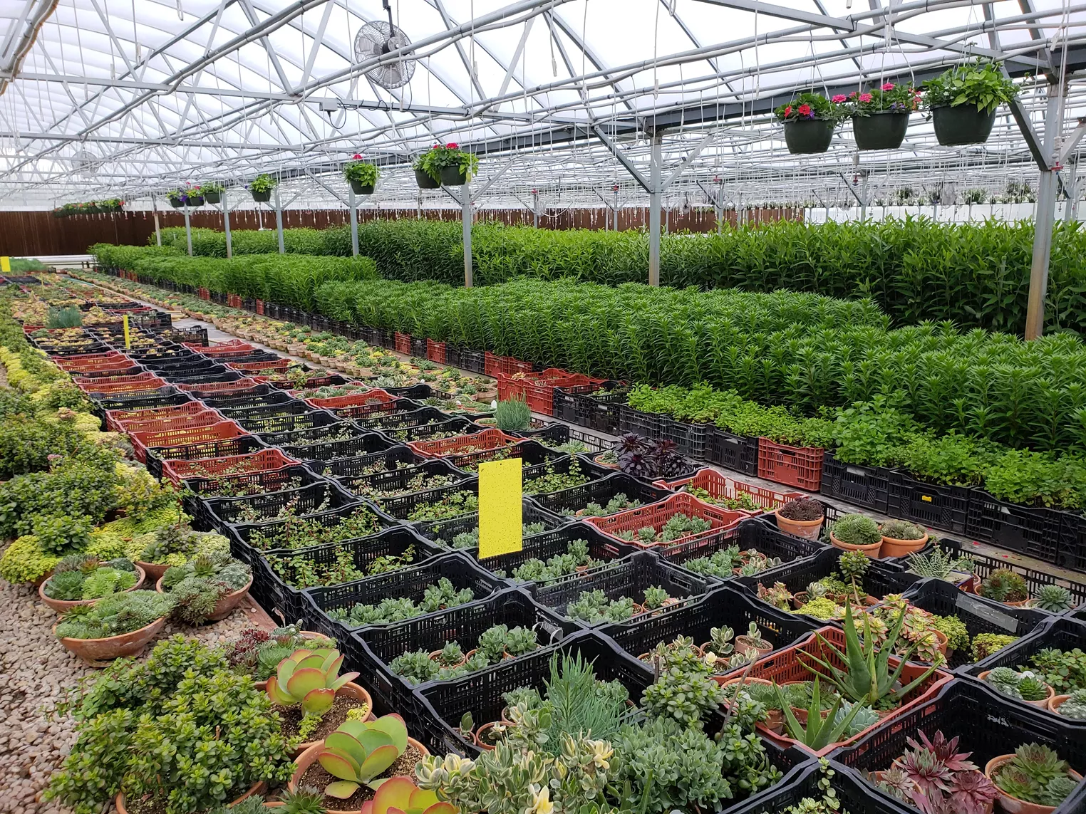 The Fresh Herb Co. Grows Herbs and Flowers for Colorado's Front Range