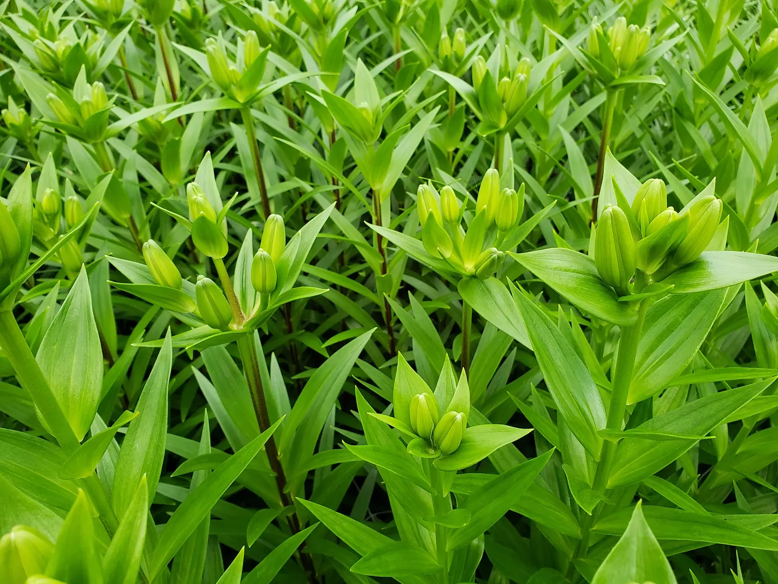 The Fresh Herb Co. Grows Herbs and Flowers for Colorado's Front Range