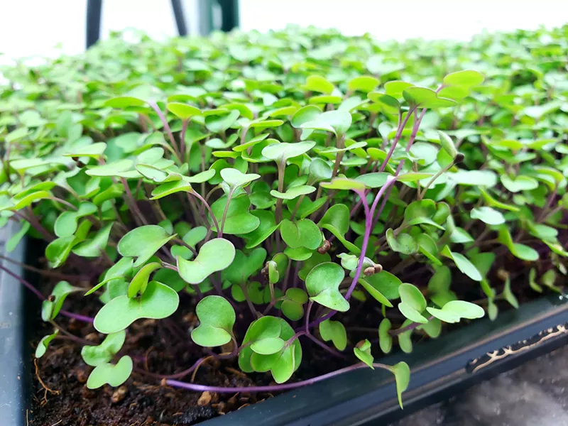 Image: A tray of nutrient-rich shoots at Topping Out Farms.