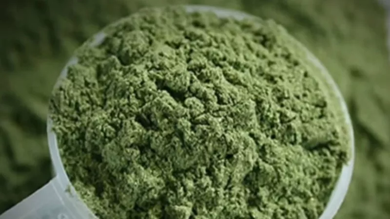 Image: Kratom is also known as mitragyna speciosa.