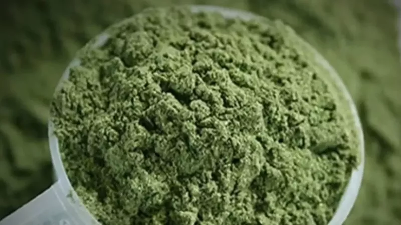 Image: Kratom is also known as mitragyna speciosa.