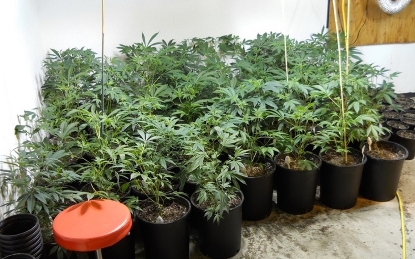 Federal authorities believe illegal marijuana growing operations have increased since recreational pot was legalized.