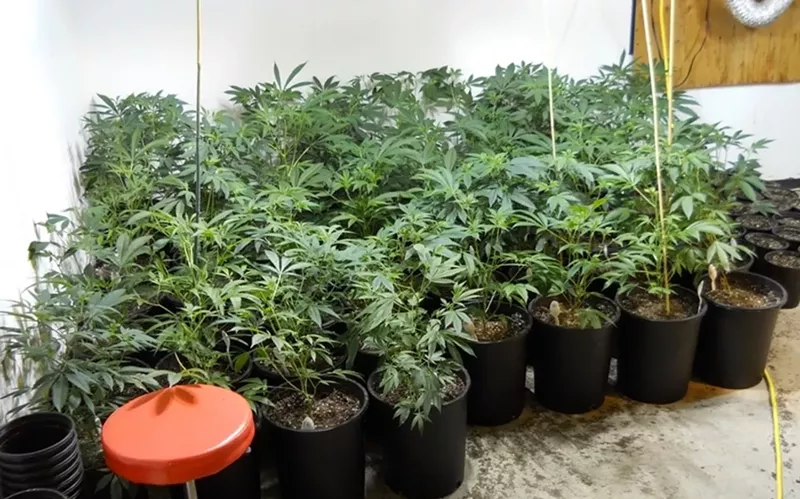 Image: Federal authorities believe illegal marijuana growing operations have increased since recreational pot was legalized.
