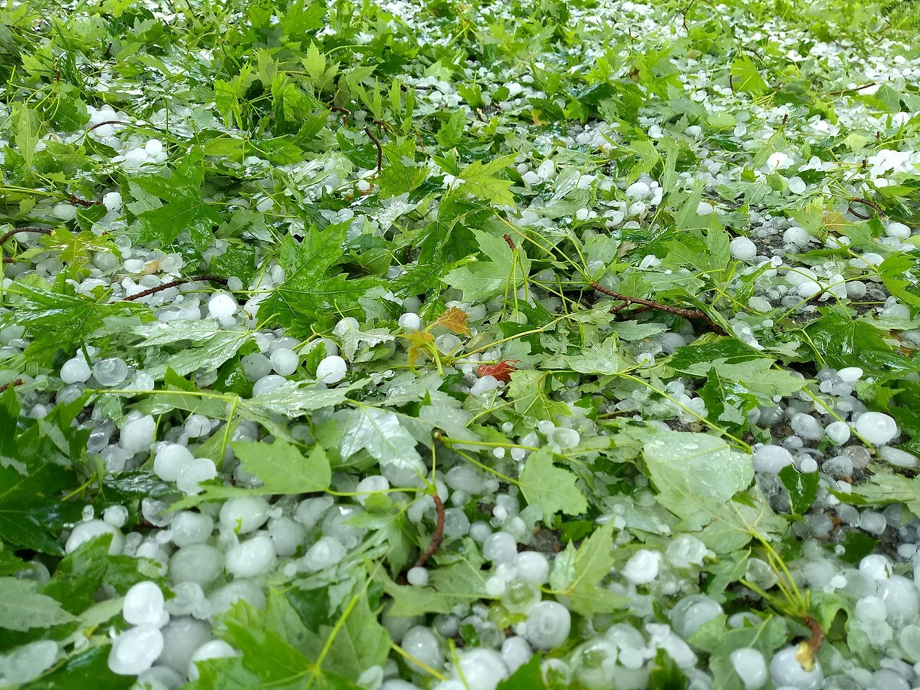A spring hail that caused damage at Aspen Moon Farm.