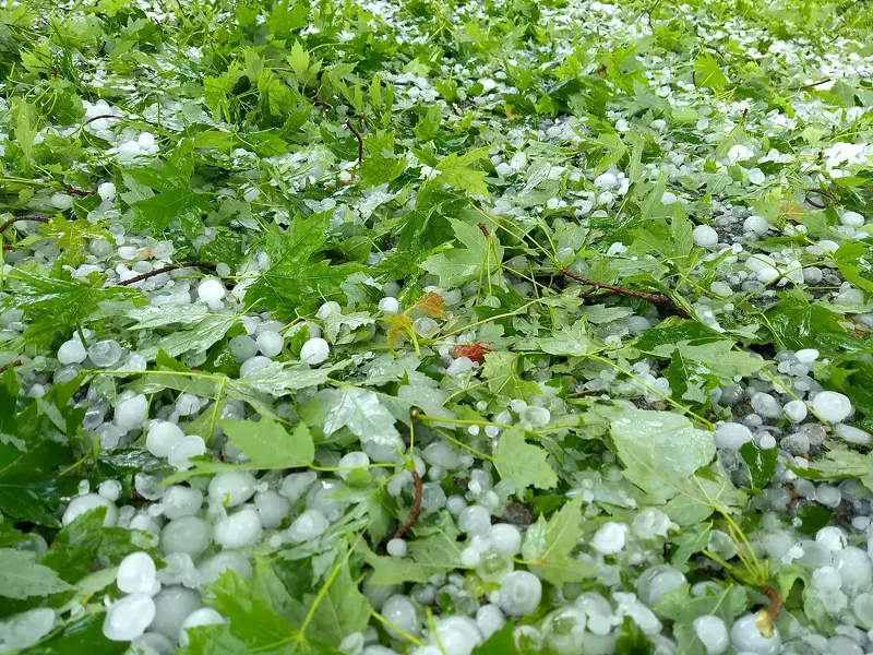 Image: A spring hail that caused damage at Aspen Moon Farm.