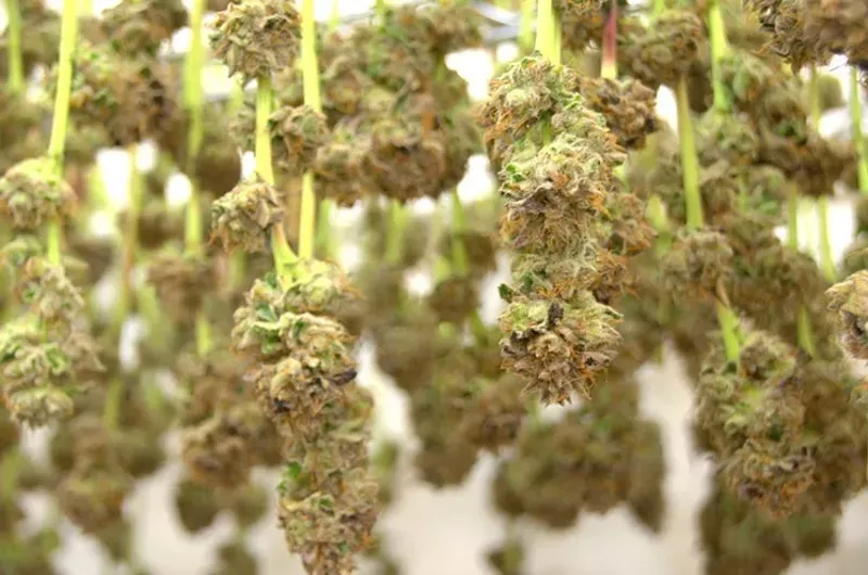 Image: A Colorado lawsuit alleges Advantage rented a car to a man from Miami with forty pounds of pot in the trunk.