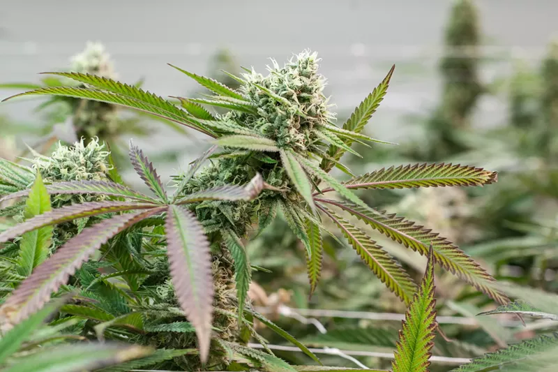 Image: The steep drop in marijuana prices has coincided with a decline in dispensary revenue.