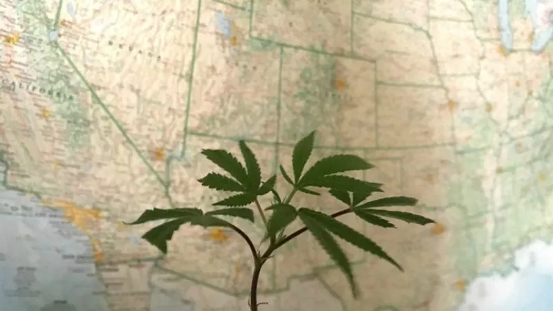 Image: Cannabis lobbying is now a factor in national politics.
