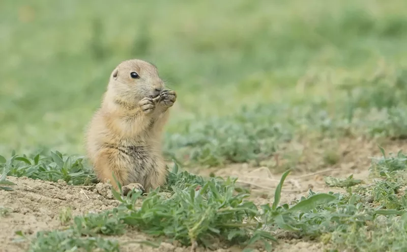 Image: Longmont only allows prairie dog extermination in some cases but this is one of them.