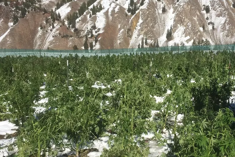 Image: Marijuana plants wilt after an October snowfall in Eagle County.