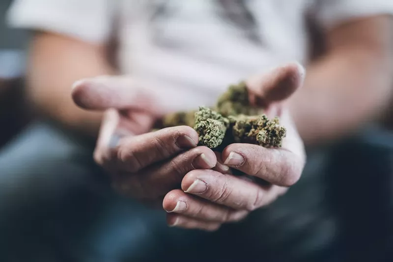 Image: A man holds marijuana buds in his hands.