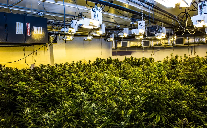 Image: Marijuana Mold Recall Hits Multiple Dispensaries in Colorado