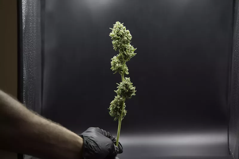 Image: Colorado marijuana sales are in the midst of a dry spell.