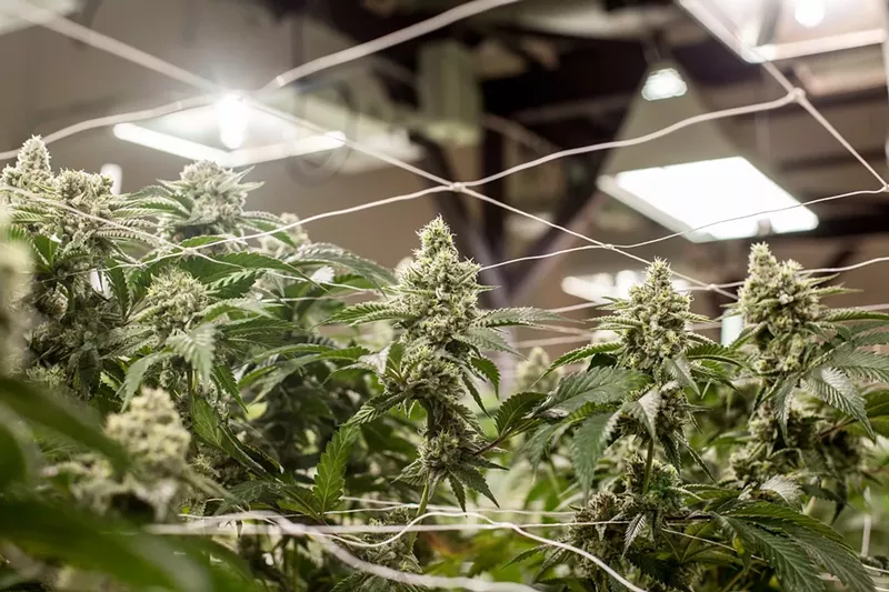Image: Marijuana plants grow indoors under a light