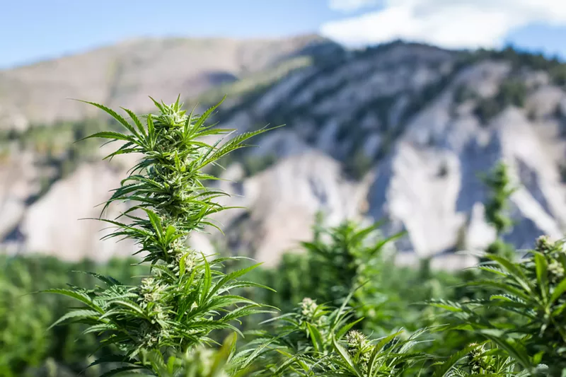 Image: An outdoor marijuana growing operation in Eagle County.