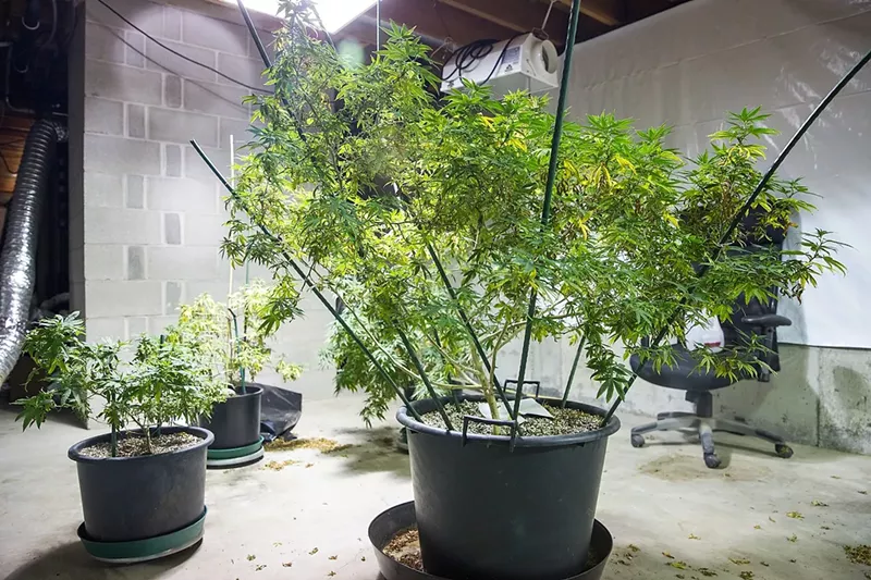 Image: Home-growers have their own way of doing things.