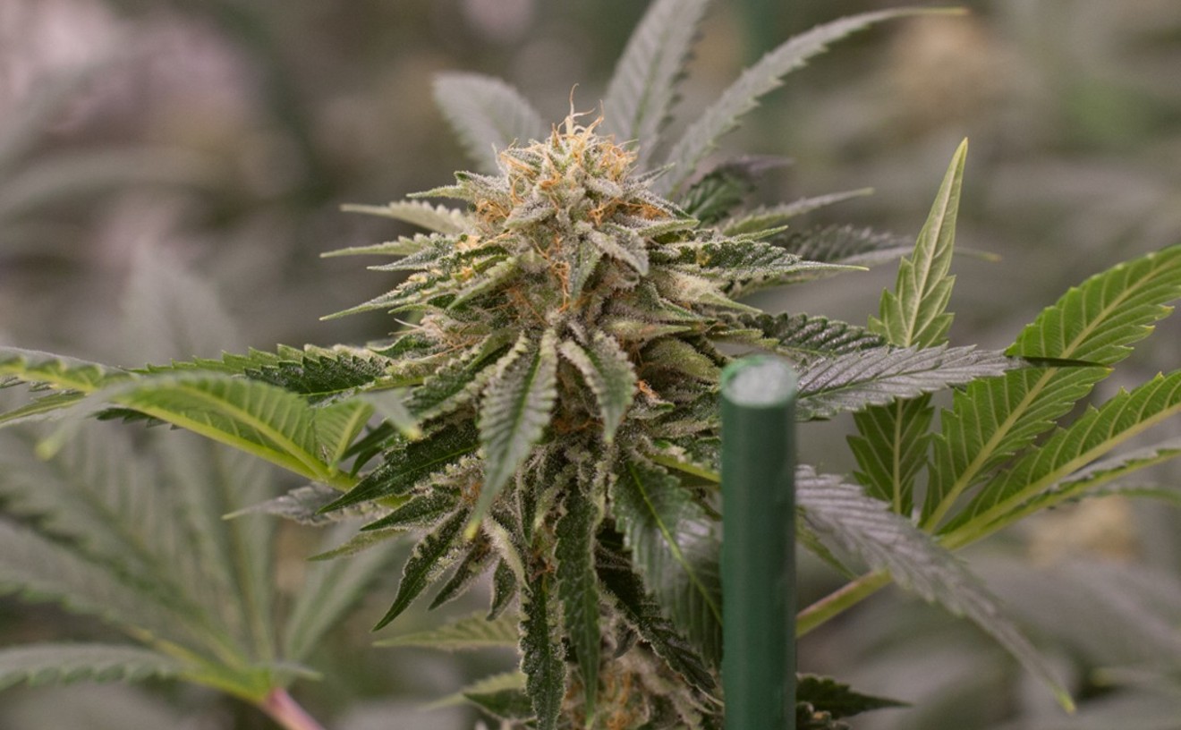 Medical Marijuana Recall Hits Twelve Dispensaries