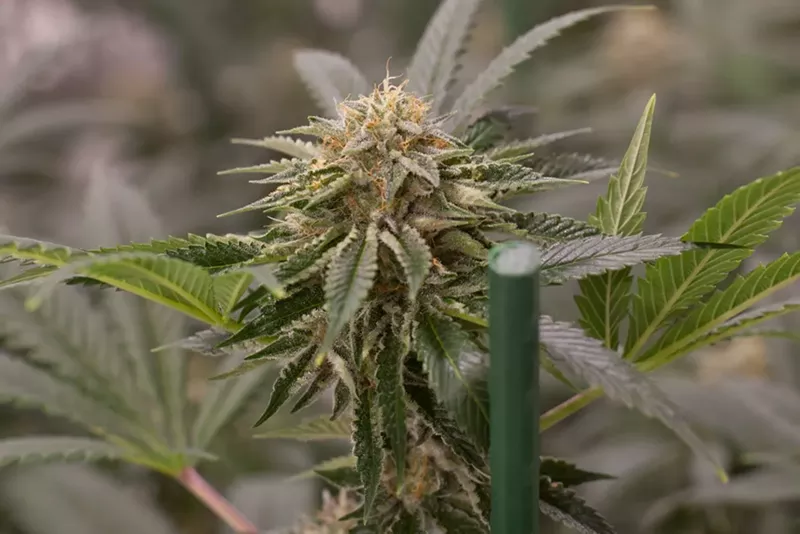 Image: Marijuana bud grown inside