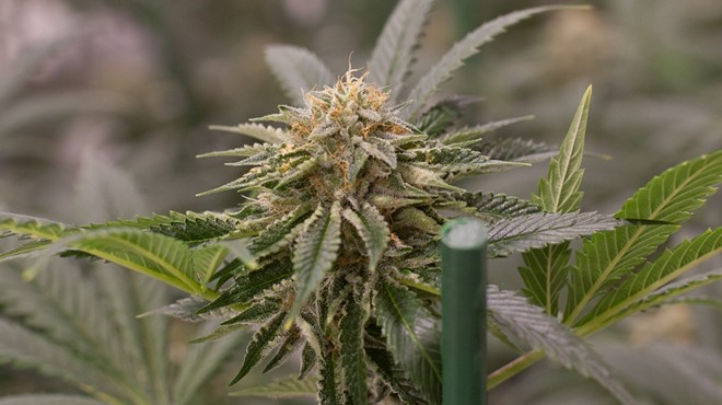 Marijuana bud grown inside