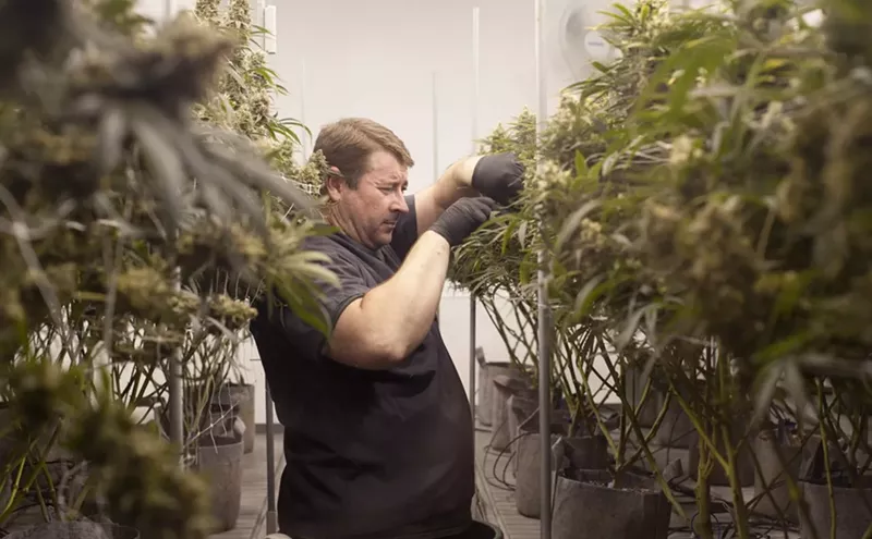 Image: Medicine Man Releases Three a Light Home-Grow Weed App for Apple Devices