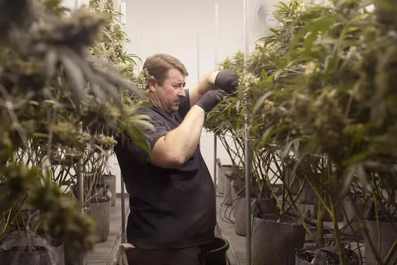 Image: Denver allows no more than twelve plants per household, even for medical patients.
