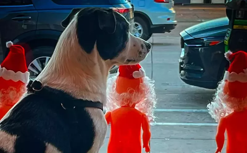 Image: Meet Denver's Shop Dogs and Cats
