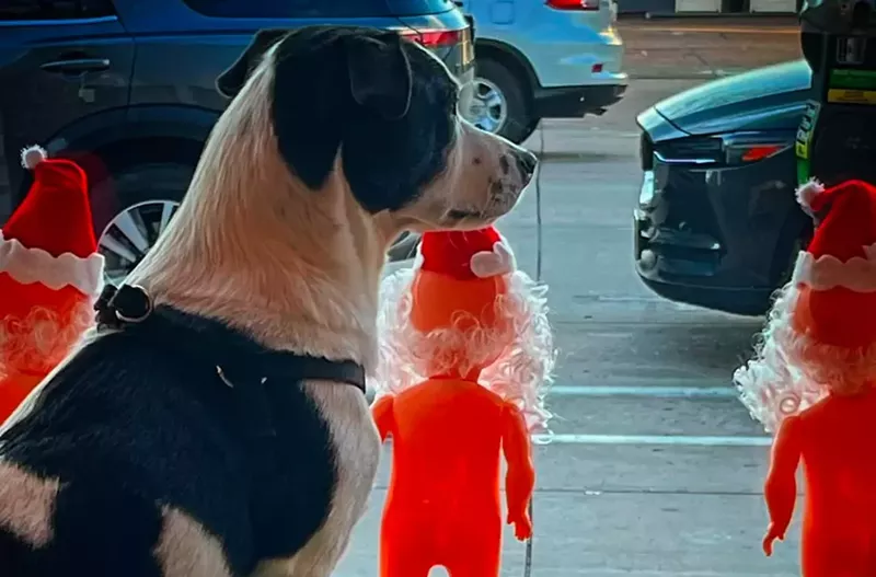 Image: Gary, Sewn's resident shop dog, can be found watching over the busy Broadway streets.