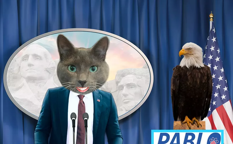 Image: Meet Pablo, the Colorado Cat Running for President