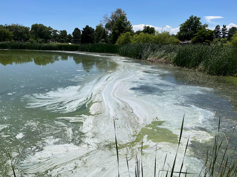 Image: Blue-green algae often looks like paint or soup spilled in the water, but some recent blooms are harder to detect.