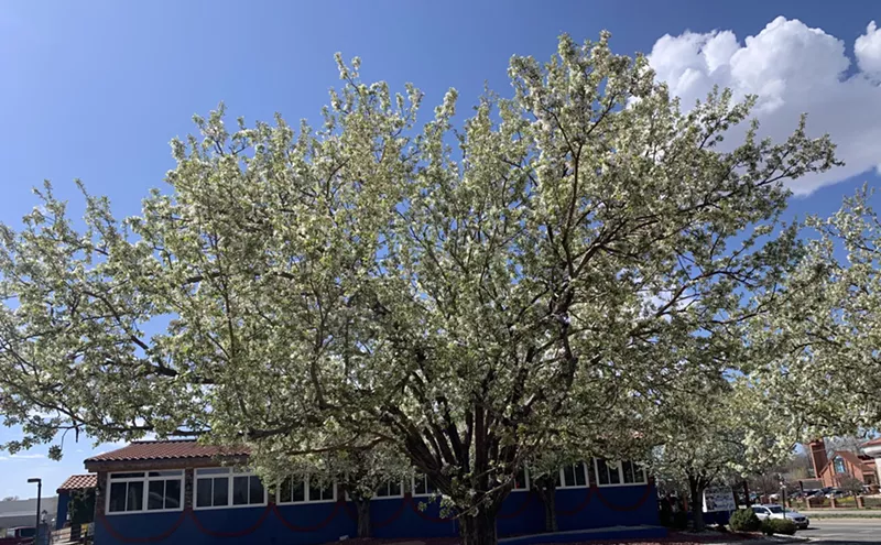 Image: Meet the Tree That's Making Your Neighborhood Smell Like Semenville, USA