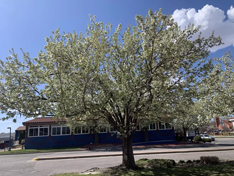Image: callery pear