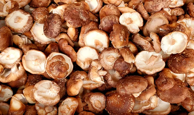 Image: So many shiitake mushrooms.