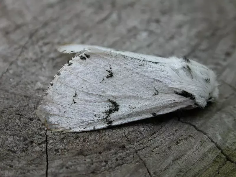 Image: Miller Moths navigate by the stars, which is why the bright lights in Denver confuse them.