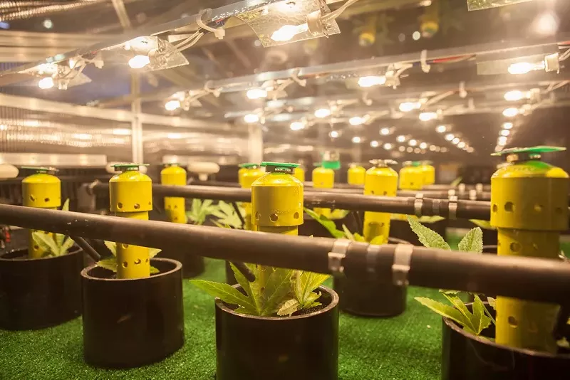 Image: Hemp clones sprout under a set of growing lights.