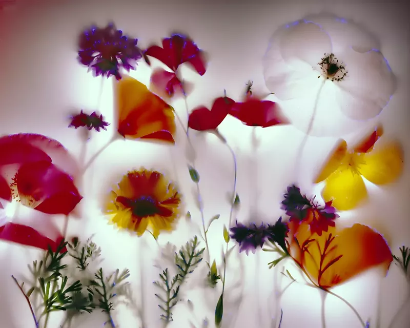 Image: Robert Buelteman, “Field Flowers.”