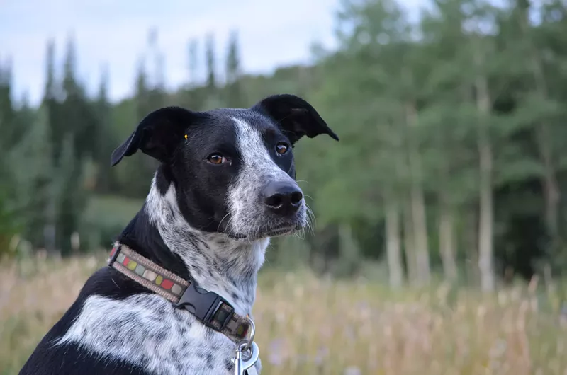 Image: Dogs: experts in "most active" being a double-edged sword.