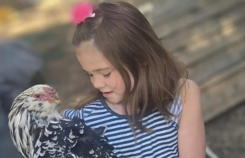 Image: little girl hugs pet rooster