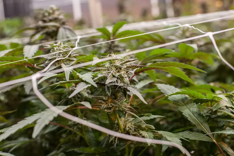 Image: According to the Colorado Marijuana Enforcement Division, 69 different batches of marijuana were recalled.