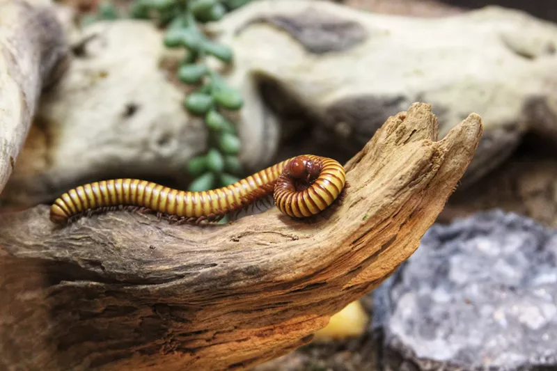 Image: a long bug