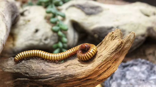 a long bug