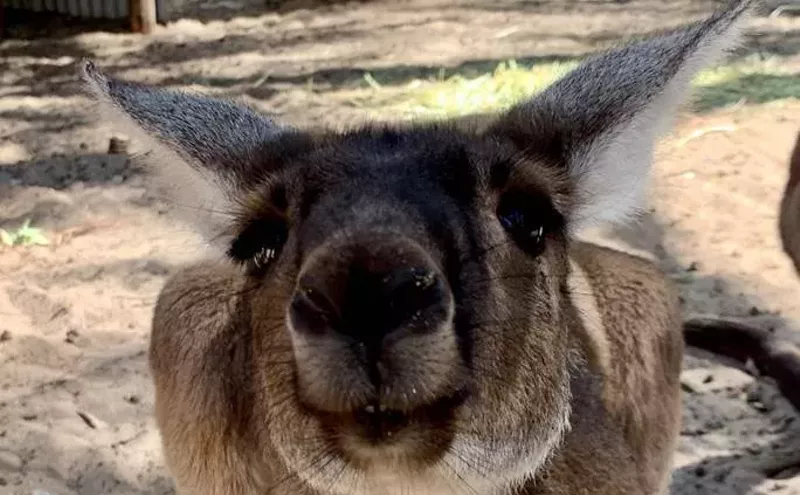 Image: Commentary: Stop Using Kangaroos for Shoes