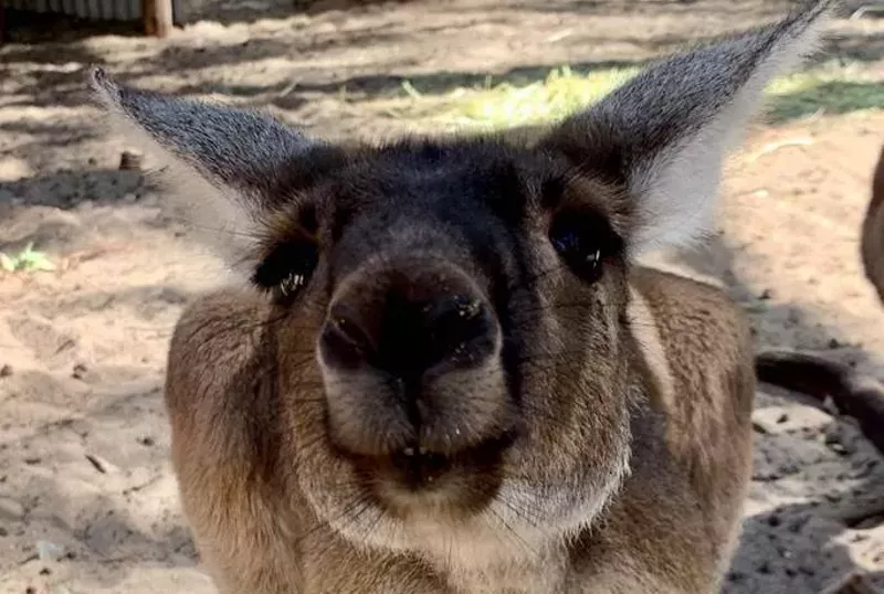 Image: kangaroo outdoors