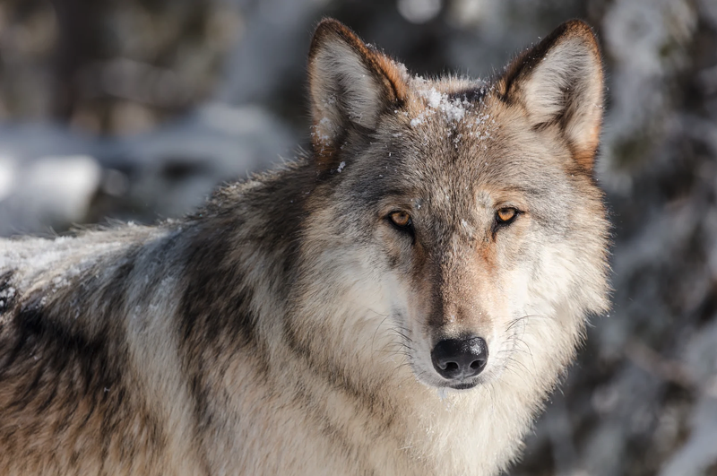 Image: A gray wolf curiously cocks its head.