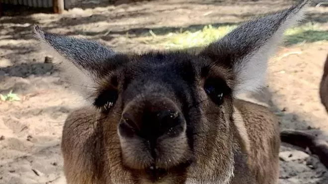 kangaroo outdoors