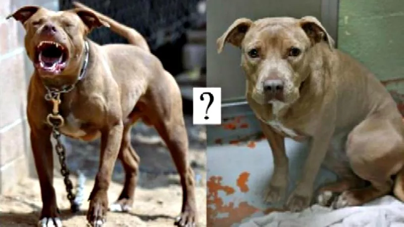Image: Pit bulls are currently banned in seven Colorado cities, but that number could soon be reduced to six.