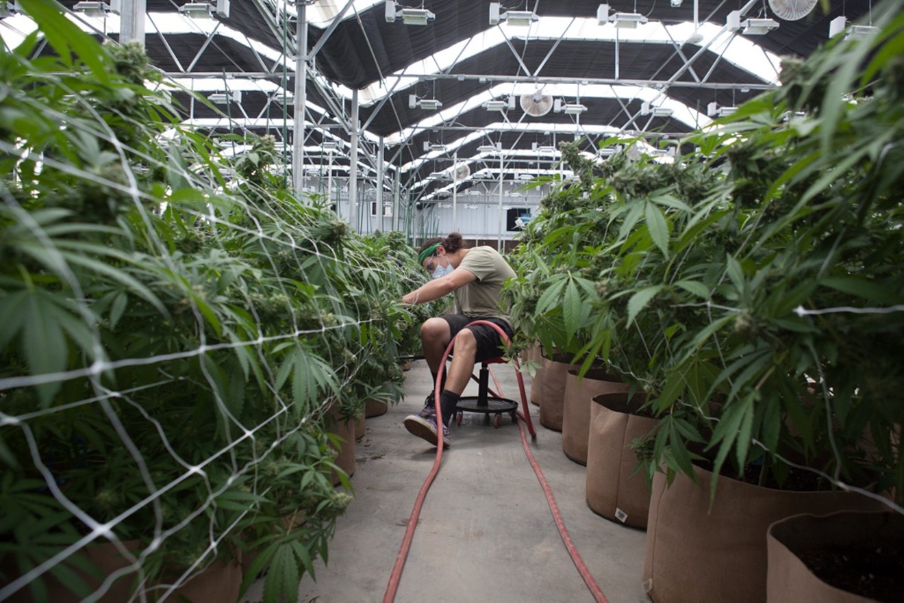 A Wildfower Farms employee tends to cannabis plants on a July afternoon during the COVID-19 pandemic.