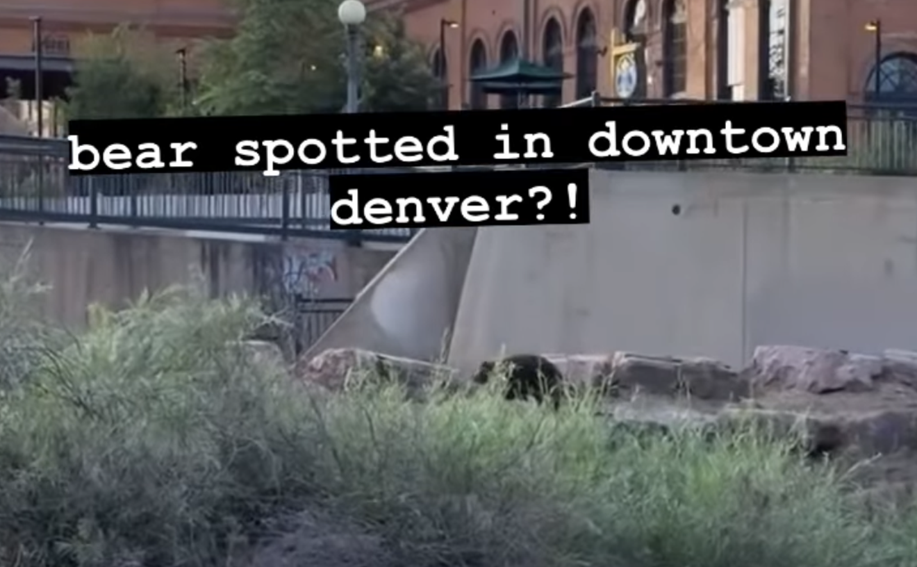 No, a Bear Was Not Spotted in Downtown Denver