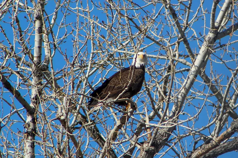 Image: Bald eagle sits in tree branches
